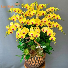 lan hồ điệp màu vàng 18 cành