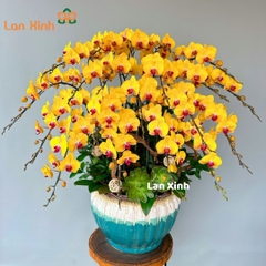 Lan hồ điệp vàng 20 cành rực rỡ- trang phí sảnh tiệc