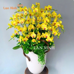 lan hồ điệp vàng 21 cành