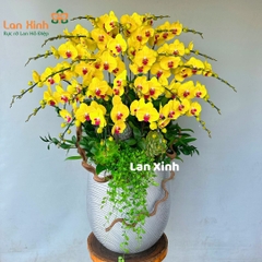 Lan hồ điệp vàng tươi lưỡi đỏ 25 cành