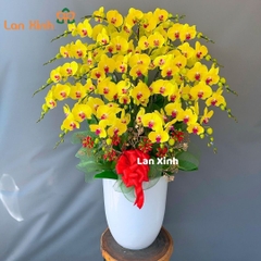 Lan hồ điệp vàng 25 cành