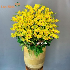 Lan hồ điệp vàng 25 cây 2 vòi