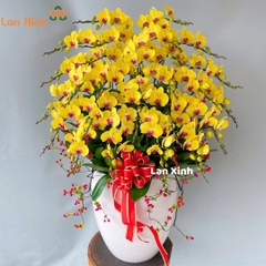 Lan hồ điệp màu vàng 26 cành - HD458