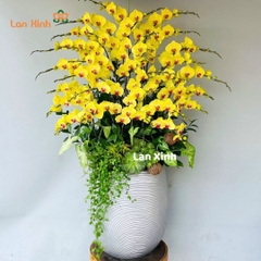 Lan hồ điệp vàng 32 cành - HD497