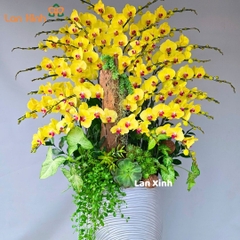 Lan hồ điệp vàng 32 cành mix gỗ lũa