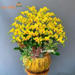 Lan hồ điệp vàng tặng khai trương