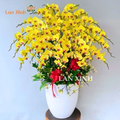 lan hồ điệp vàng 36 cành tặng khai trương