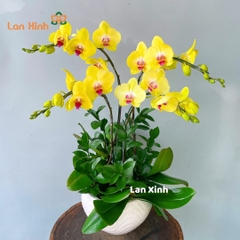 Lan hồ điệp vàng 4 cành - HD453