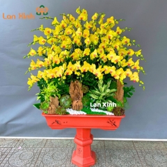 Lan hồ điệp vàng 40 cành chậu bonsai - HD287