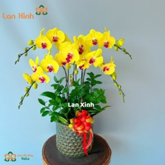 Lan hồ điệp vàng lưỡi đỏ 5 cành - HD126