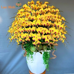 Lan hồ điệp vàng 50 cành rực rỡ dịp Tết Nguyên Đán