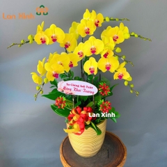 Lan hồ điệp vàng 6 cành - HD148