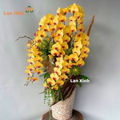 Lan hồ điệp vàng 7 cành nghệ thuật