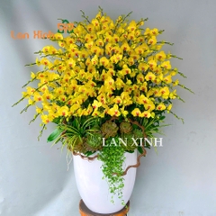 lan hồ điệp vàng 70 cành tặng khai trương