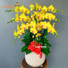 lan hồ điệp vàng 9 cành - HD16- tặng khai trương