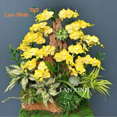 Chậu hoa lan hồ điệp vàng ghép lũa