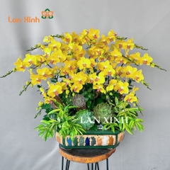 Lan hồ điệp vàng bonsai 20 cành - HD579