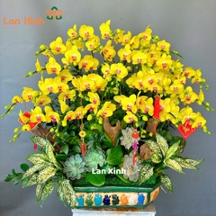 Lan hồ điệp vàng bonsai 25 cành - HD223