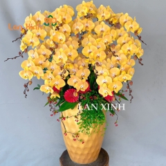 lan hồ điệp vàng cam 17 cành HD 553