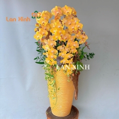 lan hồ điệp vàng cam cắm kiểu