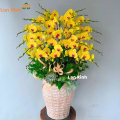 Lan hồ điệp màu vàng 25 cành - HD507