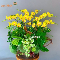 Lan hồ điệp màu vàng chậu gỗ 10 cành