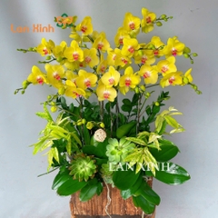 lan hồ điệp vàng chậu gỗ