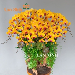 lan hồ điệp vàng ghép gỗ lũa