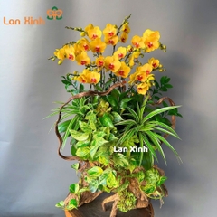 Lan hồ điệp vàng gỗ lũa 10 cành - HD194