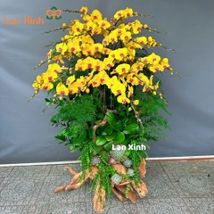 lan hồ điệp vàng gỗ lũa 19 cành - HD270