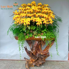 Lan hồ điệp vàng gỗ lũa 30 cành rực rỡ ngày Tết