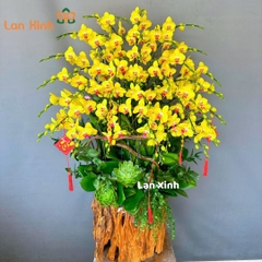 lan hồ điệp vàng gỗ lũa 20 cây 2 vòi - HD225