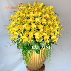 lan hồ điệp vàng kim giáp 39 cành