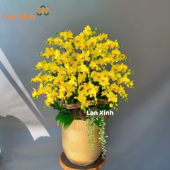 Lan hồ điệp vàng kim giáp- chúc mừng khai trương -HD37