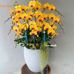 Lan hồ điệp vàng lưỡi đỏ 10 cành - HD499