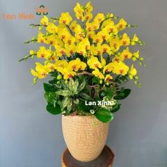 lan hồ điệp vàng lưỡi đỏ 20 cành