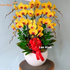 Lan hồ điệp vàng lưỡi đỏ 9 cành - HD376