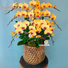 Lan hồ điệp vàng lưỡi đỏ 9 cành - HD376