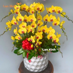 Lan hồ điệp vàng lưỡi đỏ 9 cành - HD376