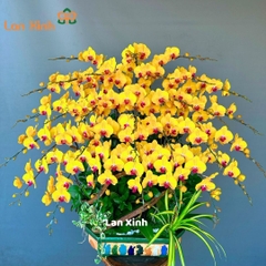 lan hồ điệp vàng lưỡi đỏ bonsai 30 cành