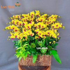 Lan hồ điệp vàng lưỡi đỏ chậu gỗ 20 cành - HD140