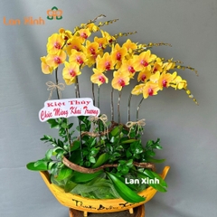 Lan hồ điệp vàng lưỡi đỏ thuyền gỗ 9 cành - HD250