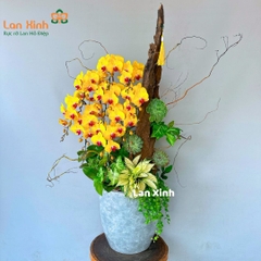 Lan hồ điệp vàng sen đá 9 cành -Tặng khai trương