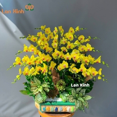 Lan hồ điệp vàng sen đá bonsai 25 cành - HD248