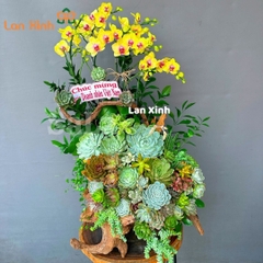 lan hồ điệp vàng gỗ lũa mix sen đá