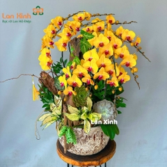 Chậu hoa lan hồ điệp vàng cắm nghệ thuật