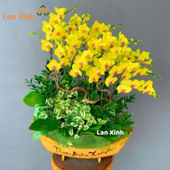 Mẫu chậu lan hồ điệp vàng thuyền gỗ 15 cành - HD234