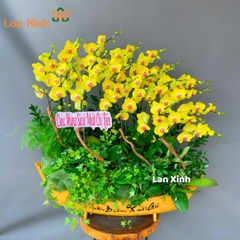 Lan hồ điệp vàng thuyền gỗ 20 cành - HD170