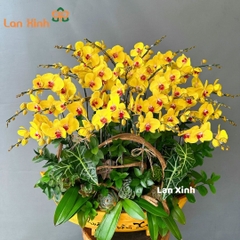 Lan hồ điệp vàng thuyền gỗ 27 cành - HD210