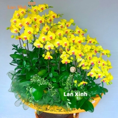 Lan hồ điệp vàng thuận buồm xuôi gió- HD23- tặng khai trương